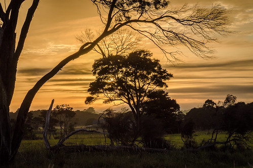 newzealand sky plants tree clouds sunrise landscape dawn nz wellington woodside florafauna