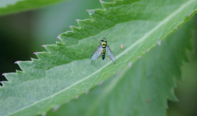 small fly with a skinny metallic green body on a leaf