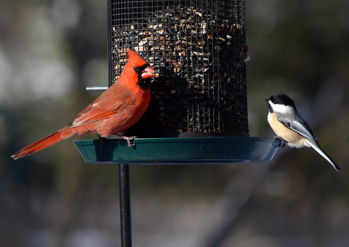 color alex nature day cardinal michigan seed chickadee greenville