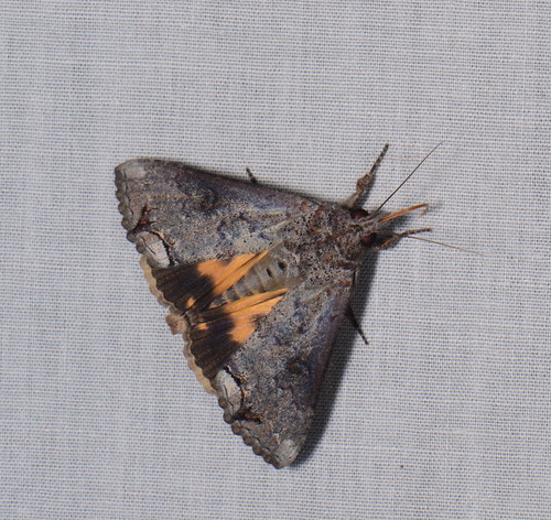 sumatra indonesia moth lepidoptera kedah gunungleuser taxonomy:order=lepidoptera geo:country=indonesia