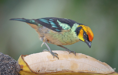 ecuador passerines tanagers southamericanbirds flamefacedtanager tangaraparzudakii ecuadorianbirds