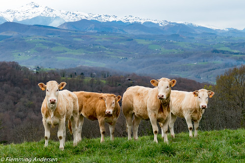 france cows fr agosvidalos languedocroussillonmidipyrénées
