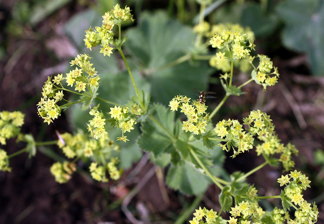 a dozen bunches of tiny yellow-green flowers on one stem