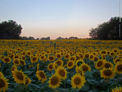 field evening september sunflowers sunflower kansas latesummer aftersunset 2015 sunflowerfield leavenworthcounty grinterfarms september2015