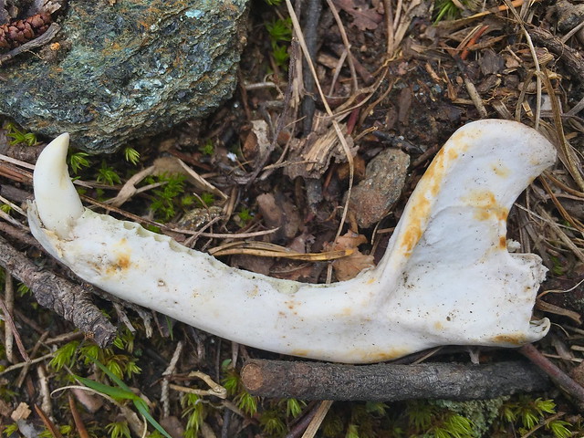 piece of a mammal jaw  at Smith Mountain Lake State Park, Virginia
