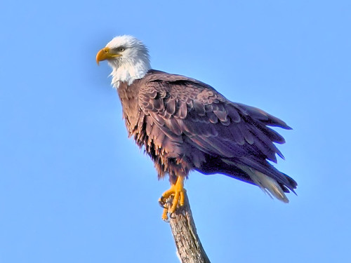 Bald Eagle male Pride HDR 01-20160402