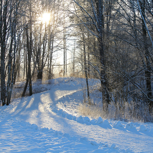 trees winter sun snow forest square landscape sweden walkway alingsås sverige squarish alingsas