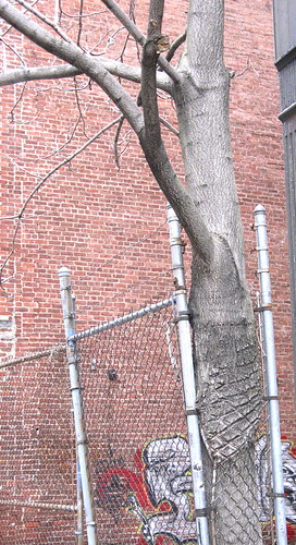 Tree In Chain Link