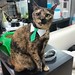 Boss cat of #luvkuching #cattery got another tie.  #cat #catslover #neko #feline #tortoiseshell #prettygirl #adorable #tie #collar #omgsocute #aww #sweetheart #throwback