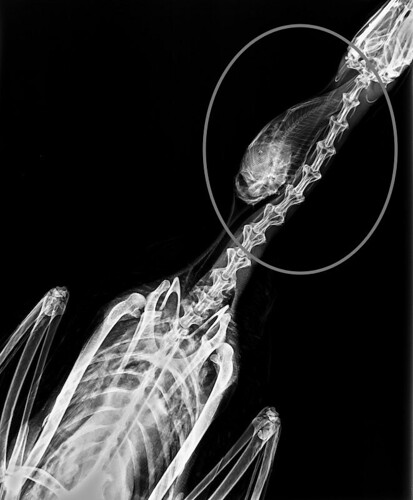 Radiografia del colimbo grande