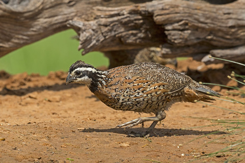 bird ave quail northernbobwhite colinusvirginianus codornizcotuí