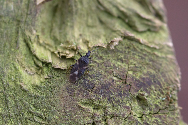 Temnostethus pusillus