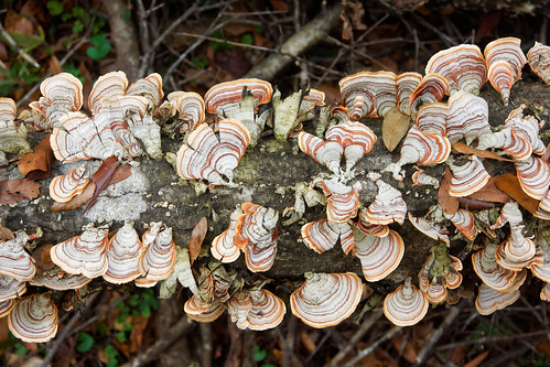 florida bracket fungi fungus steinhatchee