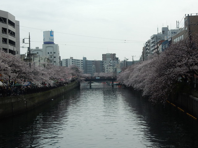 Cherry blossoms in Yokohama 2016
