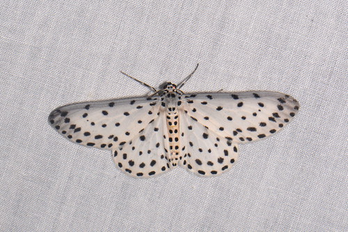 sumatra indonesia moth lepidoptera geometridae ennominae kedah gunungleuser taxonomy:order=lepidoptera taxonomy:family=geometridae indonesiaearlessagama taxonomy:genus=antipercnia
