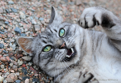 summer playing cat silver outside grey play action sweden stripes tabby gray ground pebbles greeneyes paws playful striped claws active västmanland swe morgongåva