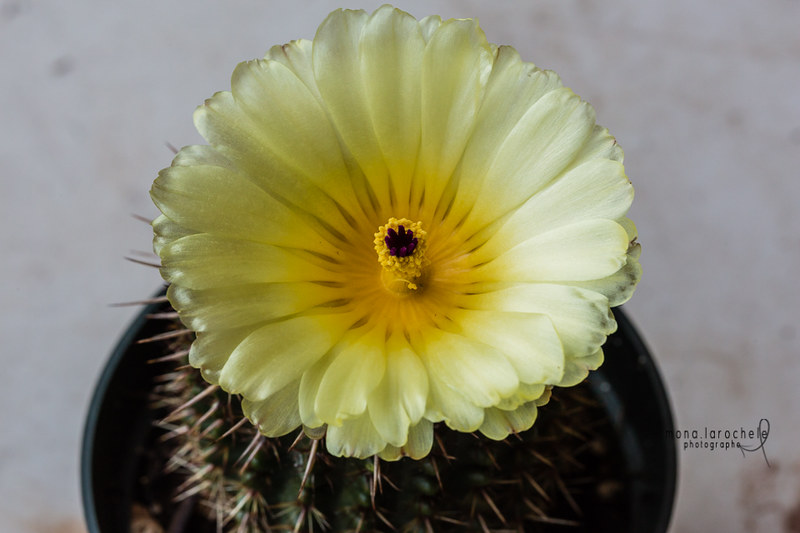 Cactus- echinopsis 26440054612_37f60cec93_c