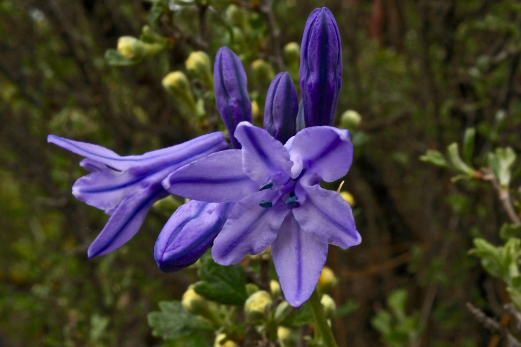 Large-Flowered Tritelia