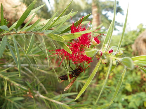india plant flower animal insect bengal westbengal 2015 sundarbans