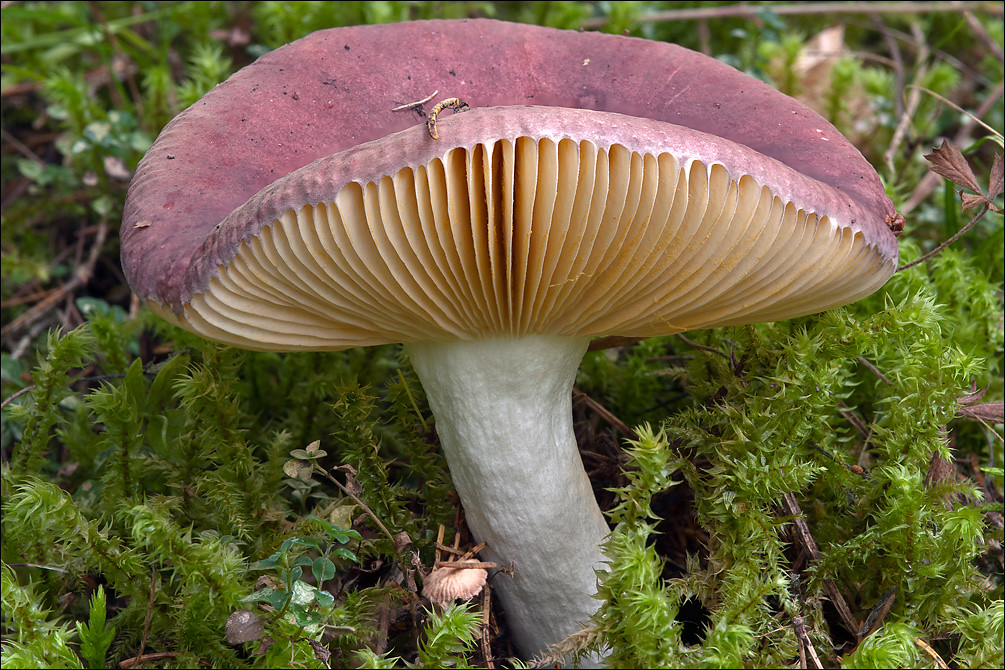 2 пластинчатые грибы. Шляпочные и пластинчатые грибы. Гименофор сыроежки. Шляпочные пластинчатые грибы съедобные. Пластинчатые и пластинчатые грибы.