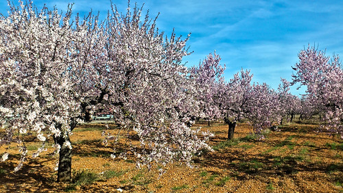 nature landscape flor almond almendro