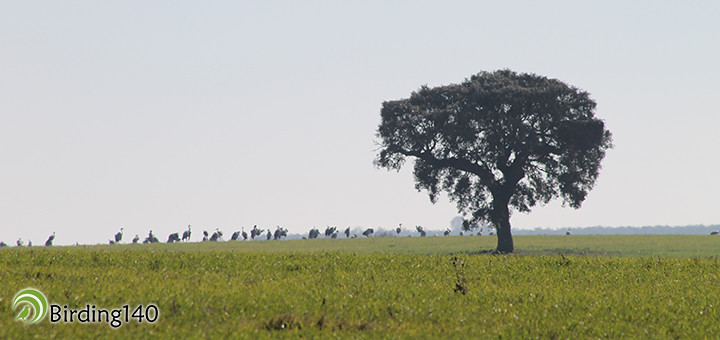Cranes on the grassland