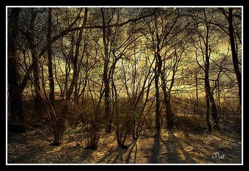 trees winter sun texture photo google nikon flickr belgium image pat sigma hdr textured facebook picassa twitter gingelom ipernity d7100 pinterest ipiccy picmonkey
