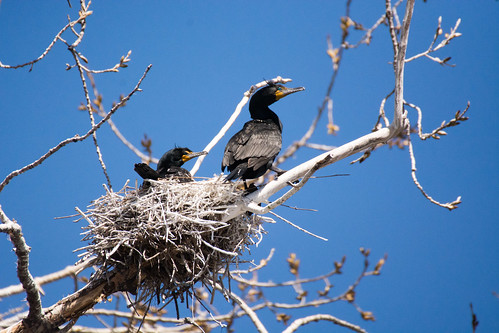 bird nid nest wildlife birding ornithology birdwatching oiseau doublecrestedcormorant faune ornithologie cormoranàaigrettes