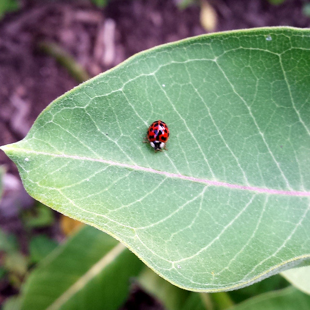 bright red ladybug with about 20 spots