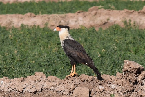 arizona bird nature animal wildlife farmland falcon redrock sonorandesert birdofprey scavenger pinalcounty