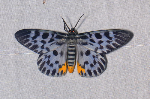 sumatra indonesia moth lepidoptera geometridae gunungleuser ketambe taxonomy:order=lepidoptera taxonomy:family=geometridae geo:country=indonesia