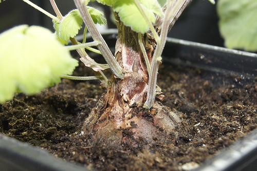 Pelargonium antidysentericum