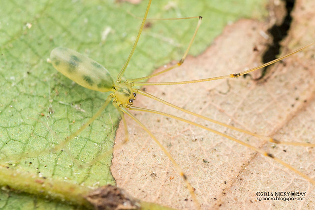 Daddy-long-legs spider (Pholcidae) - DSC_6773