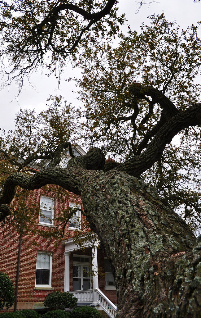 Fort Monroe, Live Oak (Quercus virginiana) (11)