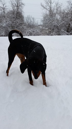 Penny LOVES the snow #spring #newengland #snow #dogsplayinginsnow #LapdogCreations ©LapdogCreations