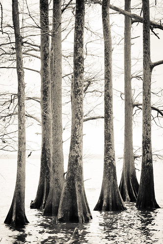 blackandwhite bw tennessee cypress baldcypress swampcypress taxodiumdistichum reelfootlakestatepark