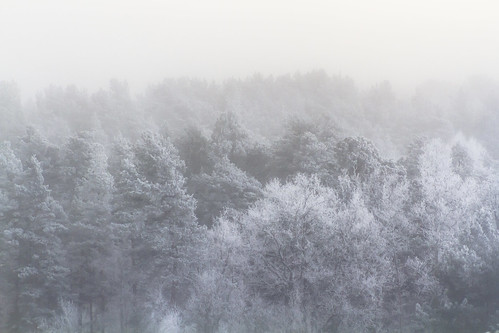 trees mist cold nature misty fog landscape frozen frost sweden skandinavien january frosty swedish småland 7d canopy scandinavia abovethetrees landskap naturephotography enchanting oskarshamn treecanopy canonphotography landscapeformat kalmarlan