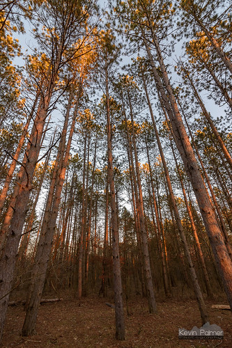 statepark trees winter sunset orange sunlight pine forest illinois glow dusk clayton january backpacking adamscounty siloamsprings siloamspringsstatepark tokina1628mmf28 nikond750 redoakbackpacktrail