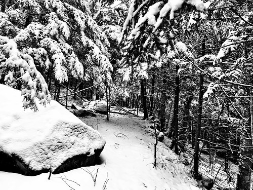winter snow forest woods path snowfall barkmere