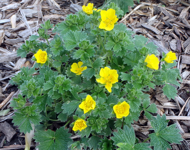 large clump of green leaves with many small yellow flowers