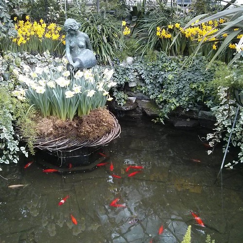 The goldfish of Allan Gardens #toronto #goldfish #koi #fish #allangardens