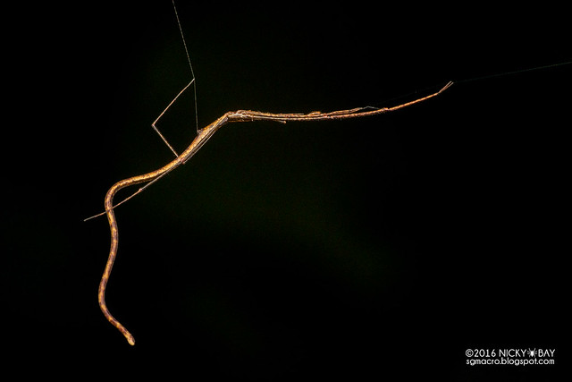 Twig-like comb-footed spider (Ariamnes sp.) - DSC_5301