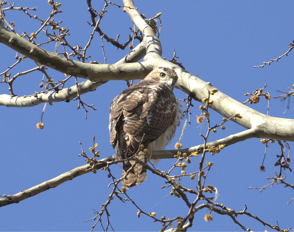 Juvenile red-tail on the Lower East Side