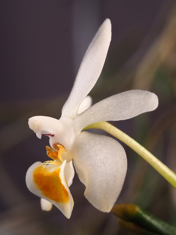 Phalaenopsis malipoensis