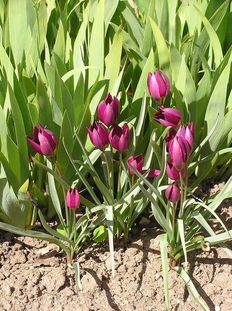 Tulipa humilis 'Persian Pearl'