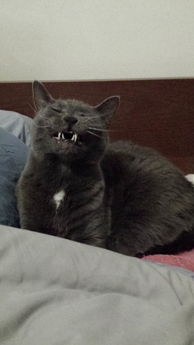 Nica, mid-yawn