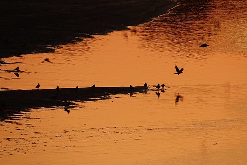 sunset summer nature water birds reflections river evening view poland polska thorn wisła vistula toruń