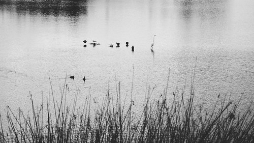 blackandwhite lake blancoynegro birds landscape lago paisaje pajaros