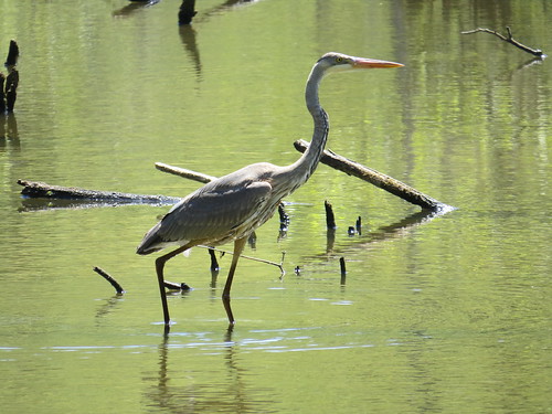 Heron at McAlpine Creek Park