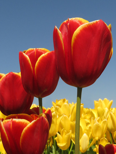Red and yellow tulips in La Conner's Tulip Town